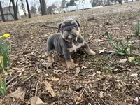 Pixie, a female English Bulldog for sale in Colorado Springs, CO – Photo 6 of 10