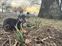 Pixie, a female English Bulldog for sale in Colorado Springs, CO – Photo 2 of 10