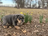 Pixie, a female English Bulldog for sale in Colorado Springs, CO – Photo 3 of 10