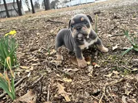 Pixie, a female English Bulldog for sale in Colorado Springs, CO – Photo 9 of 10