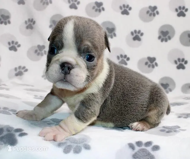 Rambo – English Bulldog puppy for sale in Colorado Springs, CO