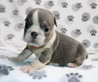 Rambo, a male English Bulldog for sale in Colorado Springs, CO – 1 of 4