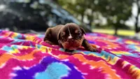 Phoebe, a female English Bulldog for sale in Colorado Springs, CO – 6 of 9