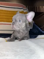 Beau, a male French Bulldog for sale in Colorado Springs, CO – 2 of 4