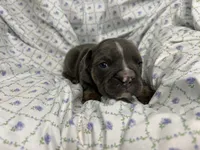 Halo, a female English Bulldog for sale in Colorado Springs, CO – 2 of 4