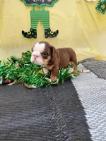 Carmel, a female English Bulldog for sale in Colorado Springs, CO – Photo 3 of 8