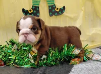 Carmel, a female English Bulldog for sale in Colorado Springs, CO – Photo 1 of 8