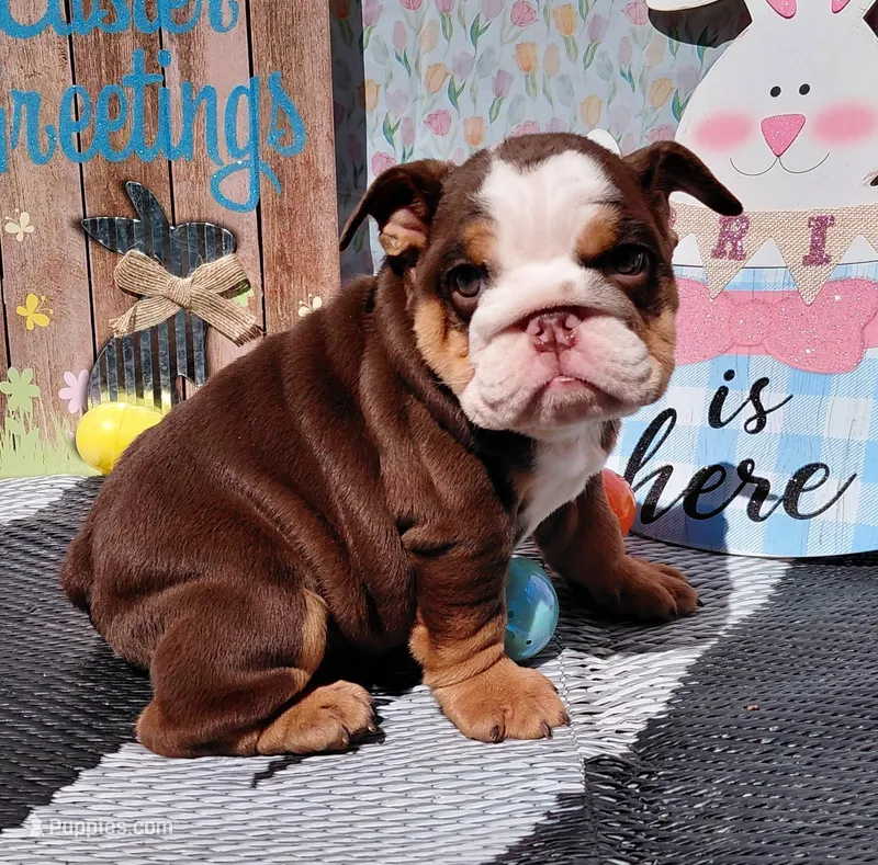 Carmel – English Bulldog puppy for sale in Colorado Springs, CO