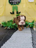 Carmel, a female English Bulldog for sale in Colorado Springs, CO – Photo 8 of 8