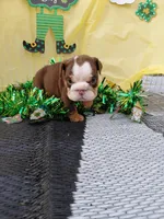Carmel, a female English Bulldog for sale in Colorado Springs, CO – Photo 5 of 8