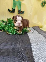 Carmel, a female English Bulldog for sale in Colorado Springs, CO – Photo 4 of 8