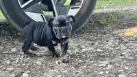 Viper, a male English Bulldog for sale in Colorado Springs, CO – 10 of 10