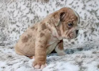 Casper, a male English Bulldog for sale in Colorado Springs, CO – 4 of 4