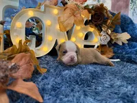 Bruno, a male English Bulldog for sale in Colorado Springs, CO – 2 of 10