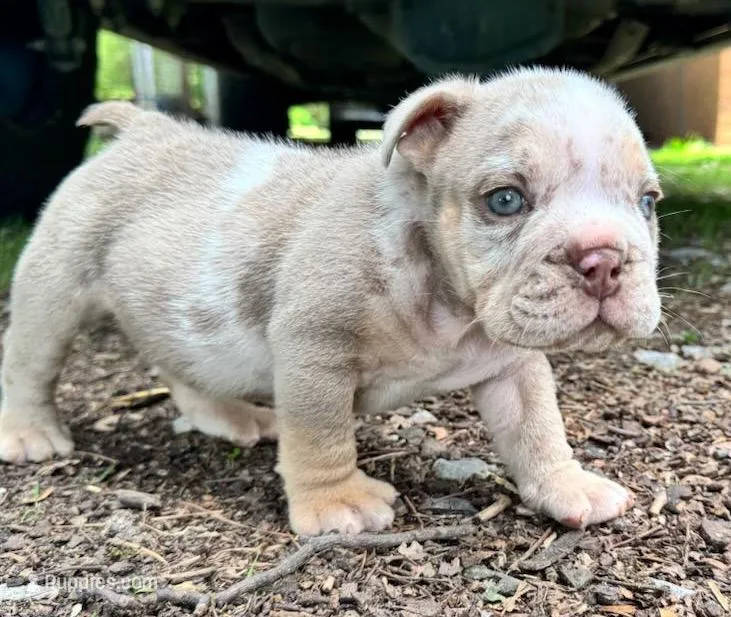 Rambo – English Bulldog puppy for sale in Colorado Springs, CO