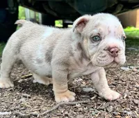 Rambo, a male English Bulldog for sale in Colorado Springs, CO – 1 of 8