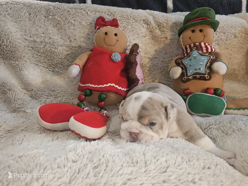 Dozer – English Bulldog puppy for sale in Colorado Springs, CO