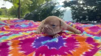 Janice, a female English Bulldog for sale in Colorado Springs, CO – 6 of 9