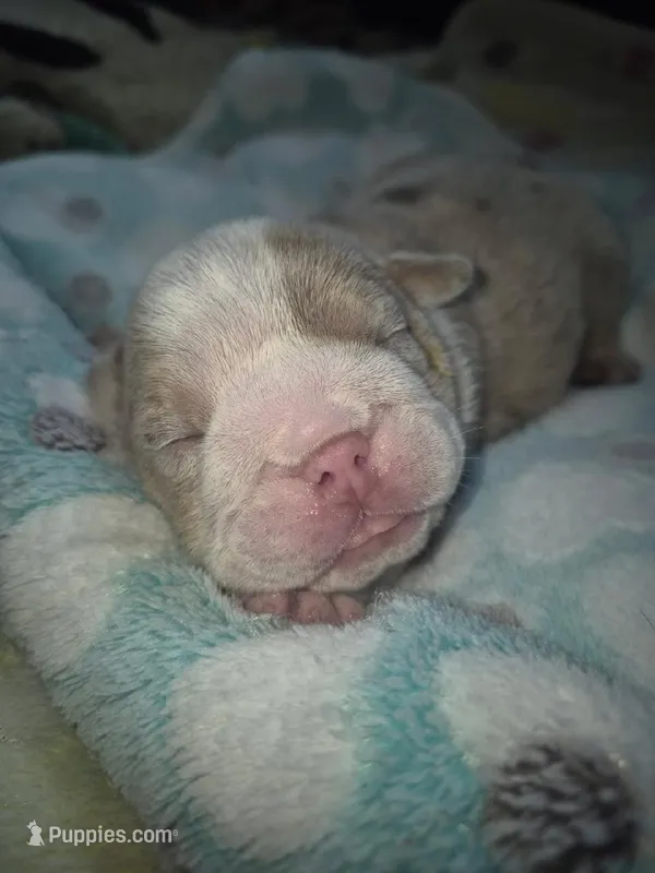 Dozer – English Bulldog puppy for sale in Colorado Springs, CO
