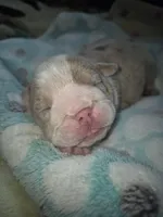 Dozer, a male English Bulldog for sale in Colorado Springs, CO – 1 of 2