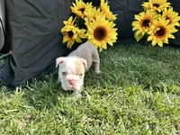 Indie, a female English Bulldog for sale in Colorado Springs, CO – 8 of 10