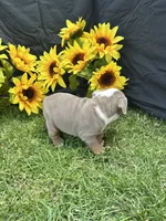 Olympia, a female English Bulldog for sale in Colorado Springs, CO – 5 of 10