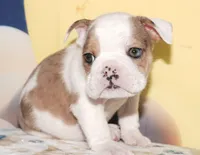 Bubba, a male English Bulldog for sale in Colorado Springs, CO – Photo 1 of 10