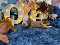 Bruno, a male English Bulldog for sale in Colorado Springs, CO – 3 of 10
