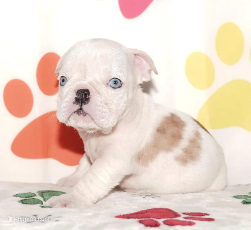 Dixie – English Bulldog puppy for sale in Colorado Springs, CO