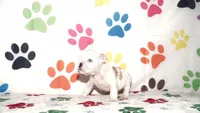 Dixie, a female English Bulldog for sale in Colorado Springs, CO – Photo 3 of 10