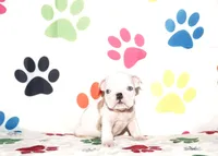 Dixie, a female English Bulldog for sale in Colorado Springs, CO – Photo 2 of 10