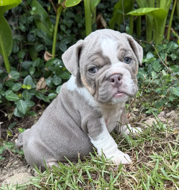 Gracie – English Bulldog puppy for sale in Colorado Springs, CO