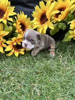 Nyra, a female English Bulldog for sale in Colorado Springs, CO – 4 of 10