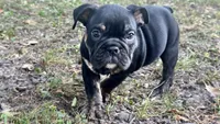 Viper, a male English Bulldog for sale in Colorado Springs, CO – 4 of 10