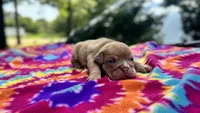 Janice, a female English Bulldog for sale in Colorado Springs, CO – 4 of 9
