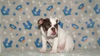 Biggie, a male English Bulldog for sale in Colorado Springs, CO – 10 of 10