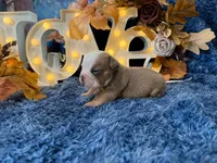 Atlas, a male English Bulldog for sale in Colorado Springs, CO – 5 of 10