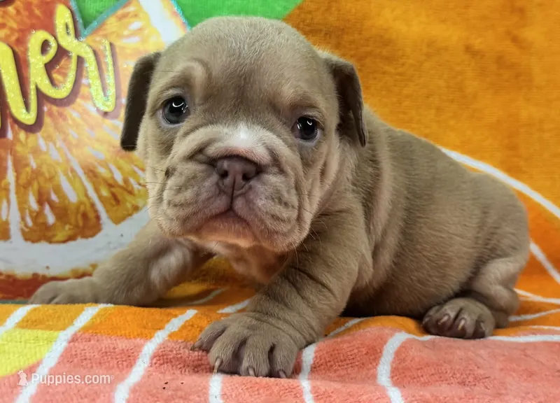 Janice – English Bulldog puppy for sale in Colorado Springs, CO