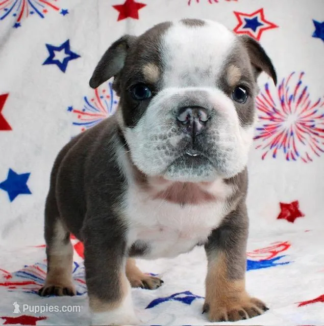 Angus – English Bulldog puppy for sale in Colorado Springs, CO