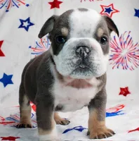 Angus, a male English Bulldog for sale in Colorado Springs, CO – 1 of 3