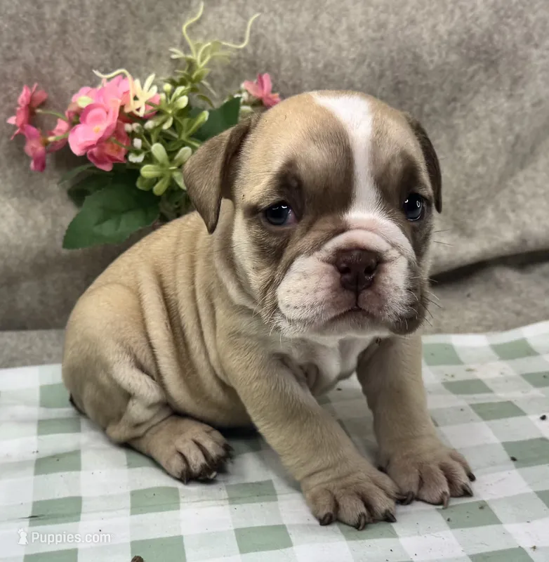 Rachel – English Bulldog puppy for sale in Colorado Springs, CO