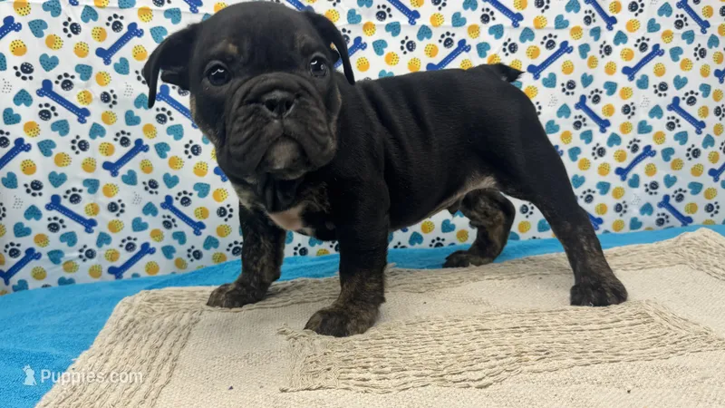 Viper – English Bulldog puppy for sale in Colorado Springs, CO