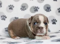 Gracie, a female English Bulldog for sale in Colorado Springs, CO – 3 of 4