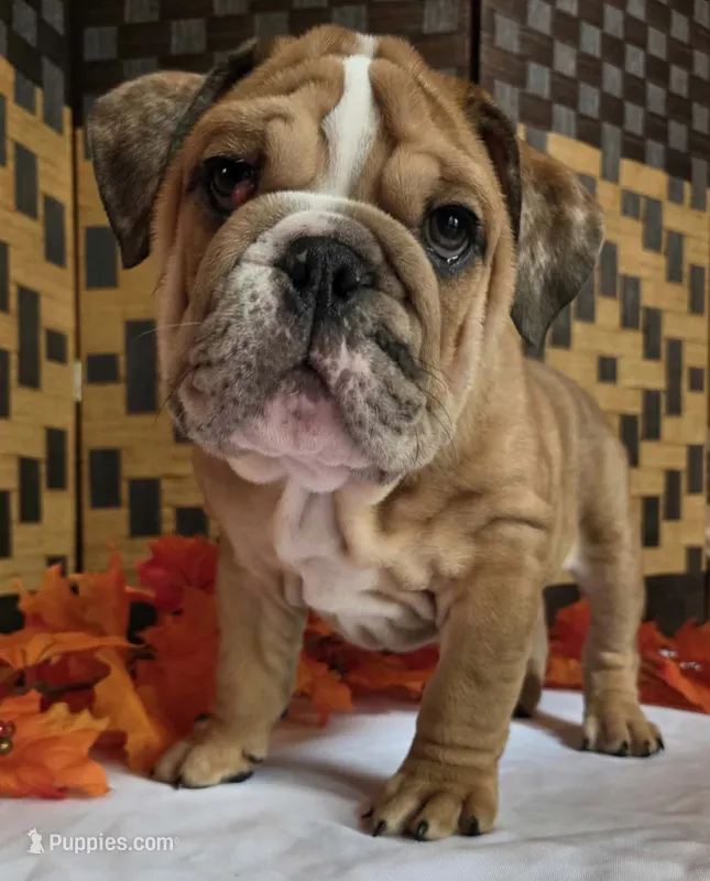 Iggy – English Bulldog puppy for sale in Colorado Springs, CO