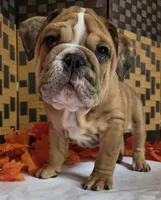 Iggy, a male English Bulldog for sale in Colorado Springs, CO – 1 of 10
