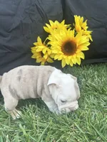 Indie, a female English Bulldog for sale in Colorado Springs, CO – 4 of 10
