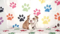 Tucker, a male English Bulldog for sale in Colorado Springs, CO – Photo 2 of 10