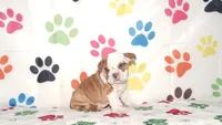 Tucker, a male English Bulldog for sale in Colorado Springs, CO – Photo 9 of 10