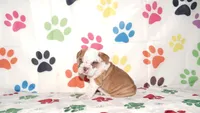 Tucker, a male English Bulldog for sale in Colorado Springs, CO – Photo 6 of 10