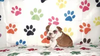 Tucker, a male English Bulldog for sale in Colorado Springs, CO – Photo 5 of 10
